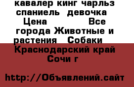  кавалер кинг чарльз спаниель -девочка › Цена ­ 45 000 - Все города Животные и растения » Собаки   . Краснодарский край,Сочи г.